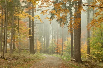 Tuinposter Bospad in de bergen op een mistige oktoberochtend © Aniszewski