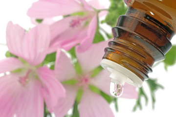 blüten mit tropfen