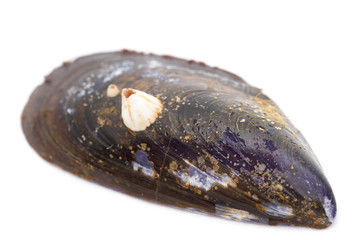 dirty clam shell