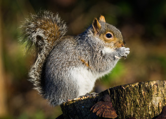 Fototapeta premium Grey Squirrel (Sciurus carolinensis)