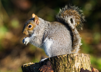Grey Squirrel (Sciurus carolinensis)