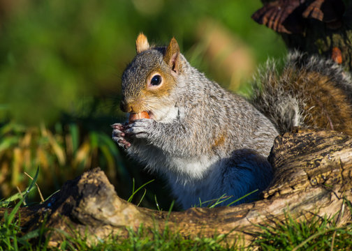 Grey Squirrel with hazelnut