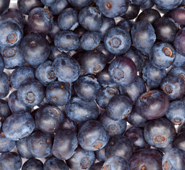 berries of bilberry