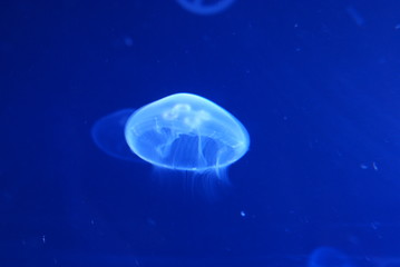 Medusa Jellyfish