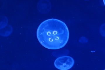 Fototapeta premium Medusa Jellyfish