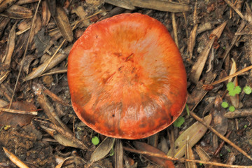 Seta cortinario viscoso, cortinarius tribialis
