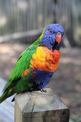Colorful Bird