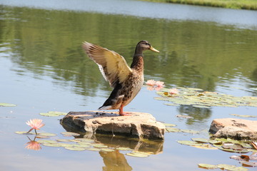Duck Ready to Take Off