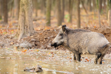 Wild boar in autumn forest