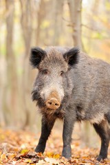 Wild boar in autumn forest