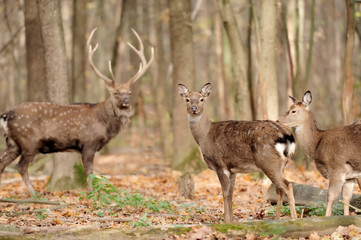 Deer in autumn forest