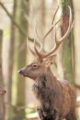Deer in autumn forest