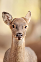 Fototapeta premium Deer in autumn forest