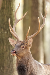 Deer in autumn forest
