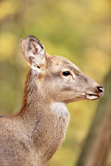 Deer in autumn forest