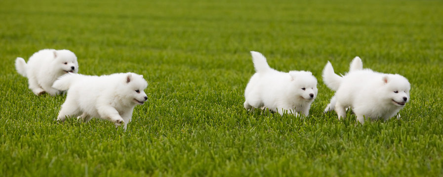 Samoyed dog
