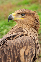 Eagle