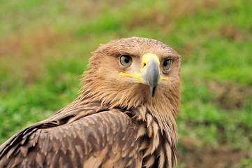 Eagle