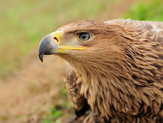 Eagle