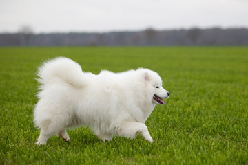 Samoyed dog
