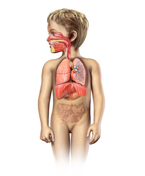 Child anatomy full respiratory system cutaway.
