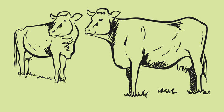Cows sketch 2