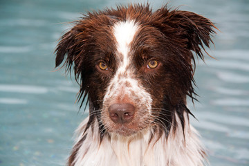Hund im Schwimmbad