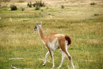 Guanaco, Chili