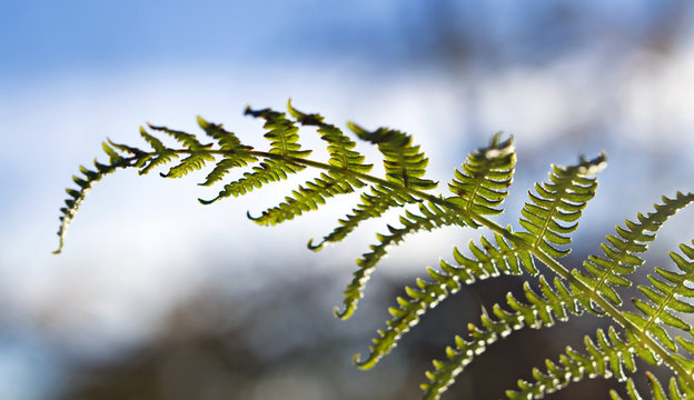 foglia di felce macro con il cielo sullo sfondo