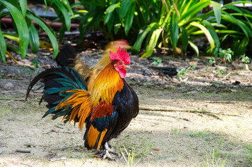 Bantam
