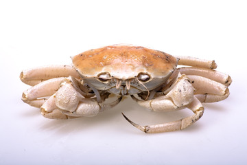 Crabs under the white background