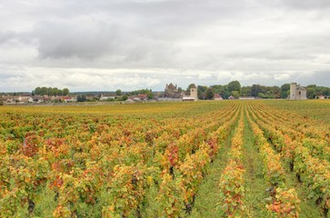 Fototapeta premium vignoble de bourgogne
