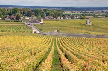 vignoble en bourgogne