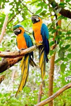 Blue-and-Yellow Macaw (Ara ararauna)