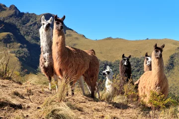 Foto op Canvas Alpacas at the Pasochoa volcano, Ecuador © Fotos 593