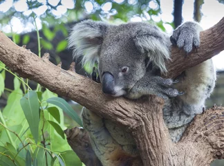 Papier Peint photo Lavable Koala Koala curieux