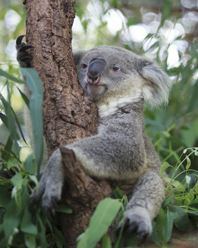 Curious koala