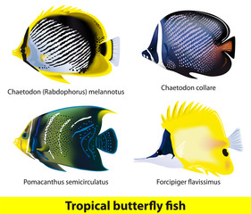 Tropical butterflyfish set.