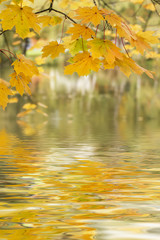 Blätter im Herbst am See mit Spiegelung
