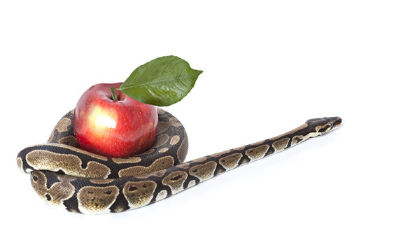 Python Snake with red apple