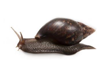 Schnecke auf Wanderschaft