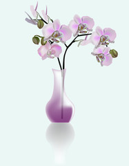 light pink orchids in vase