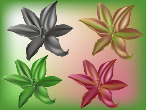 four color lily flowers illustration