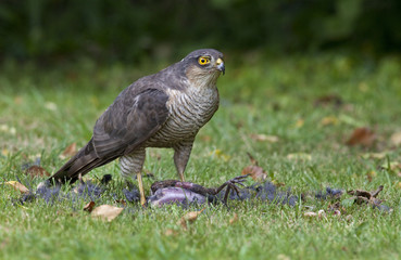 Sparrowhawk on it's kill.