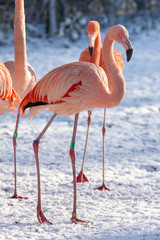 Flamingo in the snow