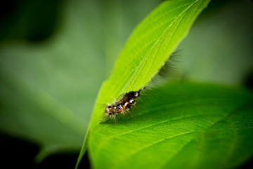 Raupe unter einem Blatt