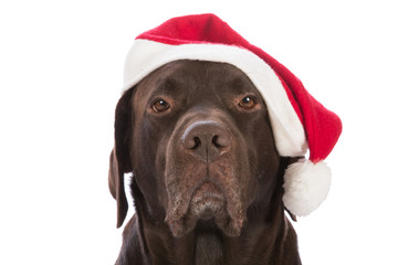 Portrait eines Hundes mit Weihnachtsmütze
