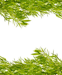 Fototapeta premium lush green bamboo foliage on white