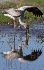 Yellowbilled Stork - Okavango Delta - Africa