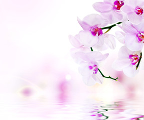 light pink composition with orchids